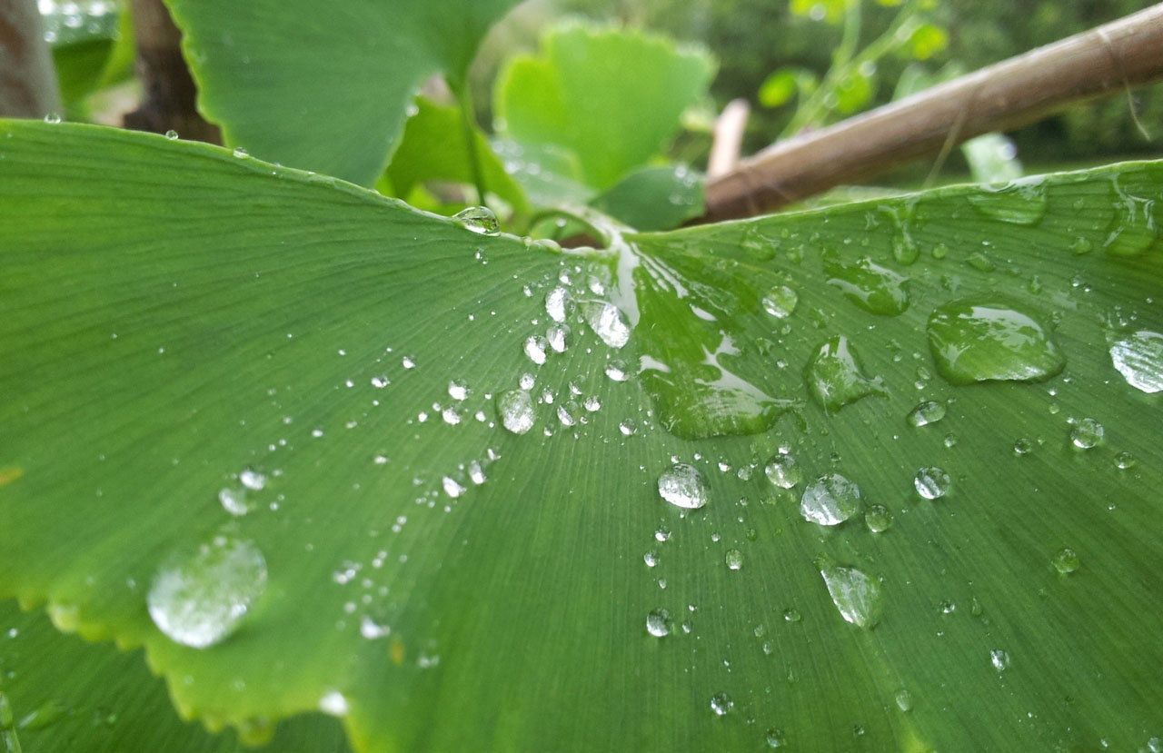 云呼死你网页版